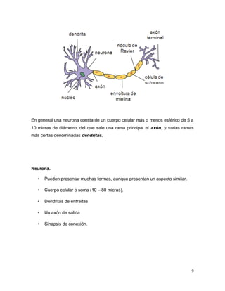 En general una neurona consta de un cuerpo celular más o menos esférico de 5 a
10 micras de diámetro, del que sale una rama principal el axón, y varias ramas
más cortas denominadas dendritas.




Neurona.

   •   Pueden presentar muchas formas, aunque presentan un aspecto similar.

   •   Cuerpo celular o soma (10 – 80 micras).

   •   Dendritas de entradas

   •   Un axón de salida

   •   Sinapsis de conexión.




                                                                              9
 