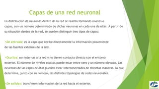 Capas de una red neuronal
La distribución de neuronas dentro de la red se realiza formando niveles o
capas, con un número determinado de dichas neuronas en cada una de ellas. A partir de
su situación dentro de la red, se pueden distinguir tres tipos de capas:


De   entrada: es la capa que recibe directamente la información proveniente
de las fuentes externas de la red.


Ocultas:   son internas a la red y no tienen contacto directo con el entorno
exterior. El número de niveles ocultos puede estar entre cero y un número elevado. Las
neuronas de las capas ocultas pueden estar interconectadas de distintas maneras, lo que
determina, junto con su número, las distintas topologías de redes neuronales.


De   salidas: transfieren información de la red hacia el exterior.
 