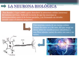 Fue Ramón y Cajal (1888) quién descubrió la estructura celular (neurona)
del sistema nervioso. Defendió la teoría de que las neuronas se
interconectaban entre sí de forma paralela, y no formando un circuito
cerrado como el sistema sanguíneo.
Una neurona consta de un cuerpo celular
(soma) de entre 10 y 80 mm, del que surge un
denso árbol de ramificaciones (dendritas) y
una fibra tubular (axón) de entre 100 mm y un
metro.
 