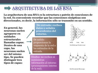La arquitectura de una RNA es la estructura o patrón de conexiones de
la red. Es conveniente recordar que las conexiones sinápticas son
direccionales, es decir, la información sólo se transmite en un sentido.
En general, las
neuronas suelen
agruparse en
unidades
estructurales
llamadas capas.
Dentro de una
capa, las
neuronas suelen
ser del mismo
tipo. Se pueden
distinguir tres
tipos de capas:
De entrada: reciben
datos o señales
procedentes del
entorno.
De salida:
proporcionan la
respuesta de la red a
los estímulos de la
entrada.
Ocultas: no reciben ni
suministran
información al entorno
(procesamiento interno
de la red).
 