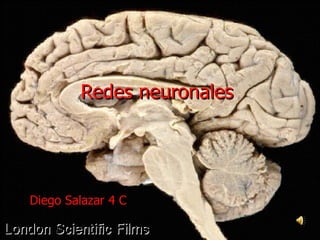 Redes neuronales   Diego Salazar 4 C 