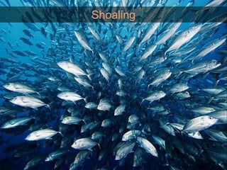 Shoaling
 