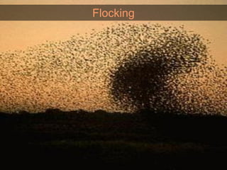 Flocking
 