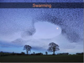 Swarming
 