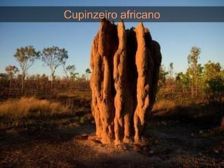 Cupinzeiro africano
 