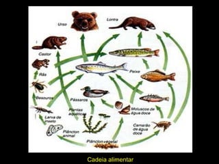 Cadeia alimentar 