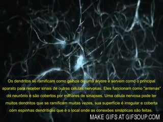 Os dendritos se ramificam como galhos de uma árvore e servem como o principal aparato para receber sinais de outras células nervosas. Eles funcionam como "antenas" do neurônio e são cobertos por milhares de sinapses. Uma célula nervosa pode ter muitos dendritos que se ramificam muitas vezes, sua superfície é irregular e coberta com espinhas dendríticas que é o local onde as conexões sinápticas são feitas.  