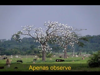 Apenas observe