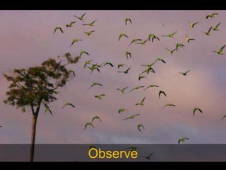 Observe