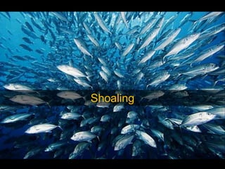 Shoaling