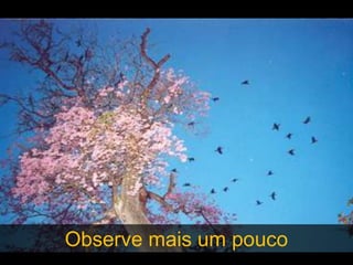 Observe mais um pouco