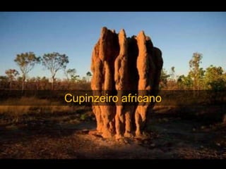 Cupinzeiro africano