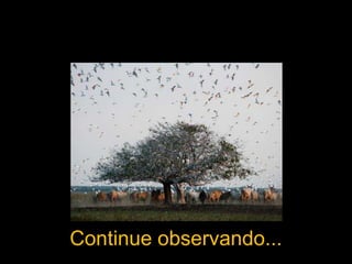 Continue observando...