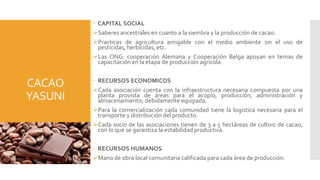 CACAO
YASUNI
 CAPITAL SOCIAL
Saberes ancestrales en cuanto a la siembra y la producción de cacao.
Practicas de agricultura amigable con el medio ambiente sin el uso de
pesticidas, herbicidas, etc.
Las ONG: cooperación Alemana y Cooperación Belga apoyan en temas de
capacitación en la etapa de producción agrícola.
 RECURSOS ECONOMICOS
Cada asociación cuenta con la infraestructura necesaria compuesta por una
planta provista de áreas para el acopio, producción, administración y
almacenamiento; debidamente equipada.
Para la comercialización cada comunidad tiene la logística necesaria para el
transporte y distribución del producto.
Cada socio de las asociaciones tienen de 3 a 5 hectáreas de cultivo de cacao,
con lo que se garantiza la estabilidad productiva.
 RECURSOS HUMANOS
Mano de obra local comunitaria calificada para cada área de producción.
 