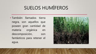 Tipos de suelo por Rodolfo Banchero | PPT