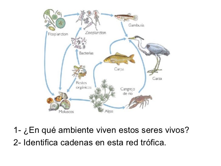cadenas y redes troficas de los seres vivos redes tr 243 ficas cadenas y redes troficas de los seres vivos redes tr 243 ficas