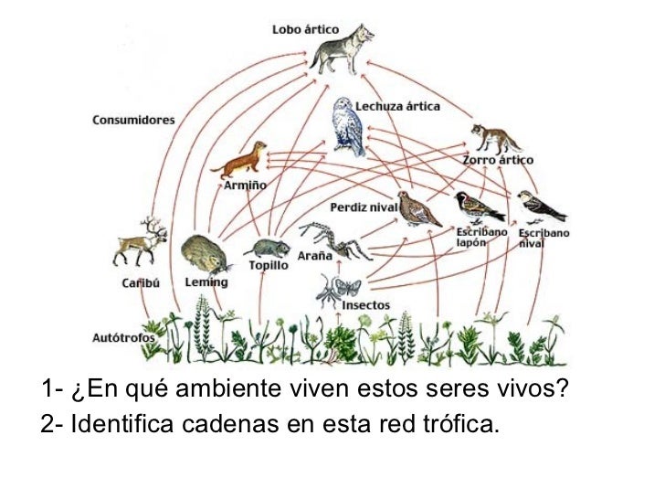 cadenas y redes troficas de los seres vivos redes tr 243 ficas cadenas y redes troficas de los seres vivos redes tr 243 ficas