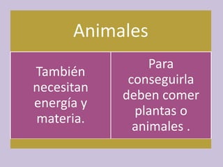 Animales
También
necesitan
energía y
materia.
Para
conseguirla
deben comer
plantas o
animales .
 