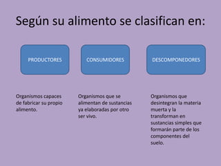 Según su alimento se clasifican en:
PRODUCTORES CONSUMIDORES DESCOMPONEDORES
Organismos capaces
de fabricar su propio
alimento.
Organismos que se
alimentan de sustancias
ya elaboradas por otro
ser vivo.
Organismos que
desintegran la materia
muerta y la
transforman en
sustancias simples que
formarán parte de los
componentes del
suelo.
 
