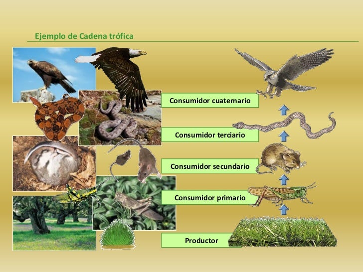 cadenas troficas productores redes y cadenas tr 243 ficas cadenas troficas productores redes y cadenas tr 243 ficas