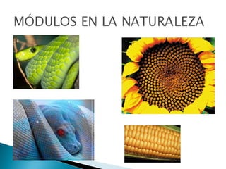 Redes y formas modulares. | PPT