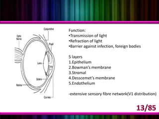 Corneal ulcer