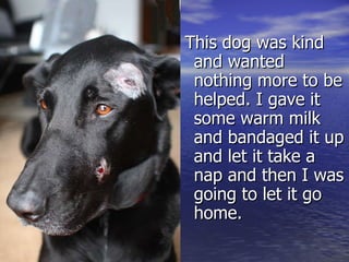This dog was kind and wanted nothing more to be helped. I gave it some warm milk and bandaged it up and let it take a nap and then I was going to let it go home. 