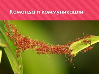 Команда и коммуникации
 