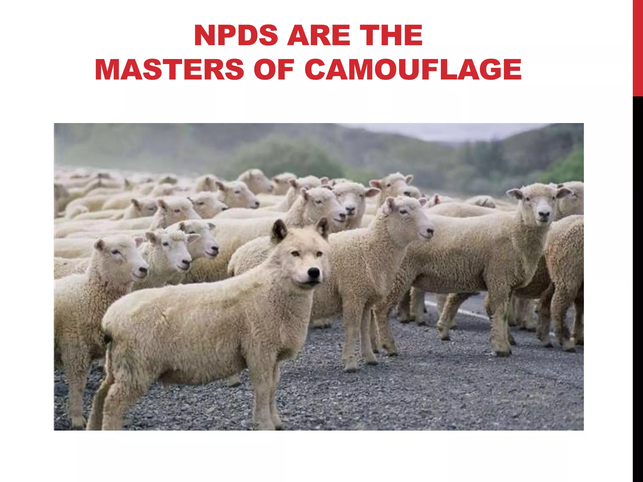 NPDS ARE THE
MASTERS OF CAMOUFLAGE
 