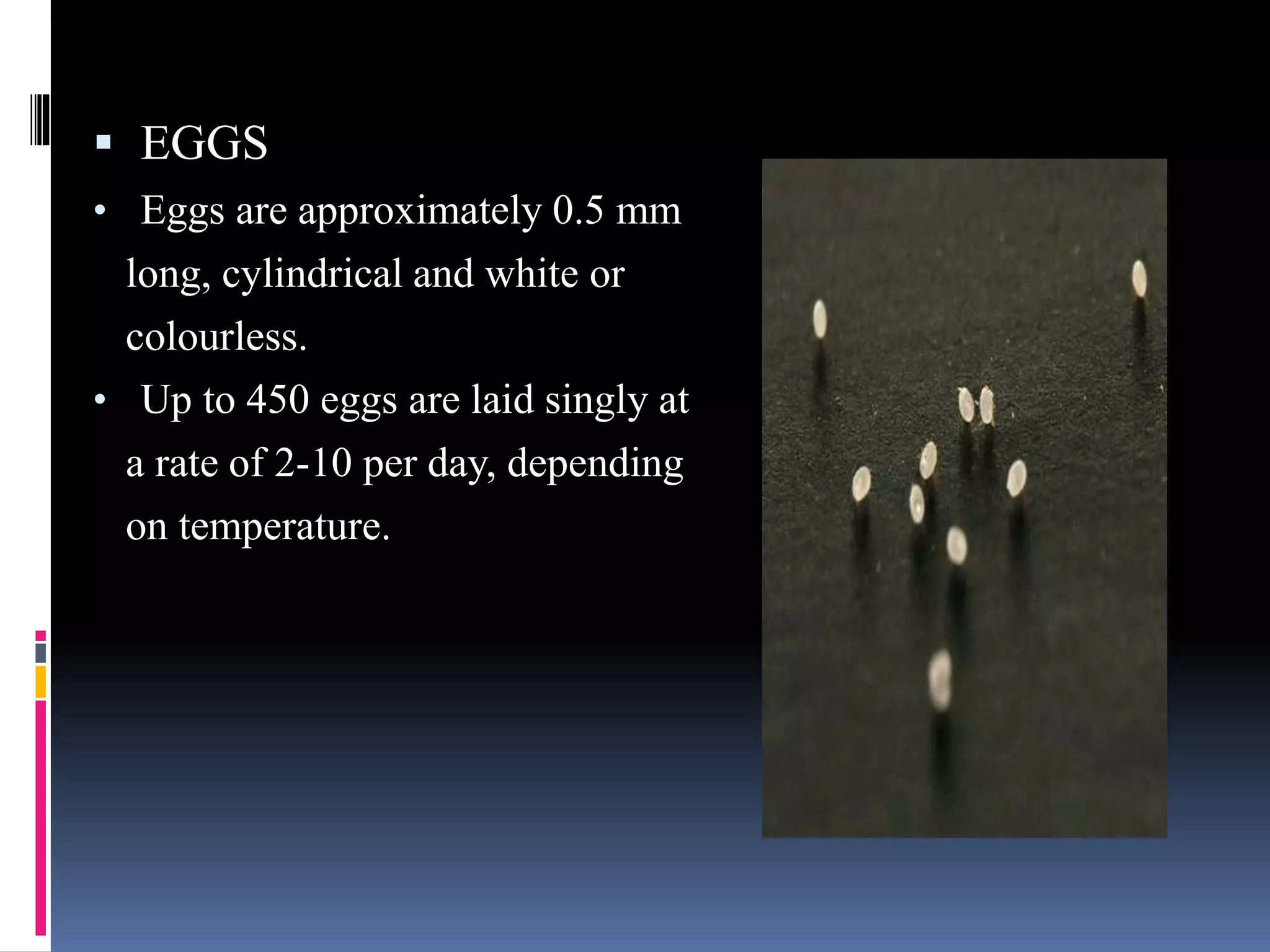  EGGS
• Eggs are approximately 0.5 mm
long, cylindrical and white or
colourless.
• Up to 450 eggs are laid singly at
a rate of 2-10 per day, depending
on temperature.
 