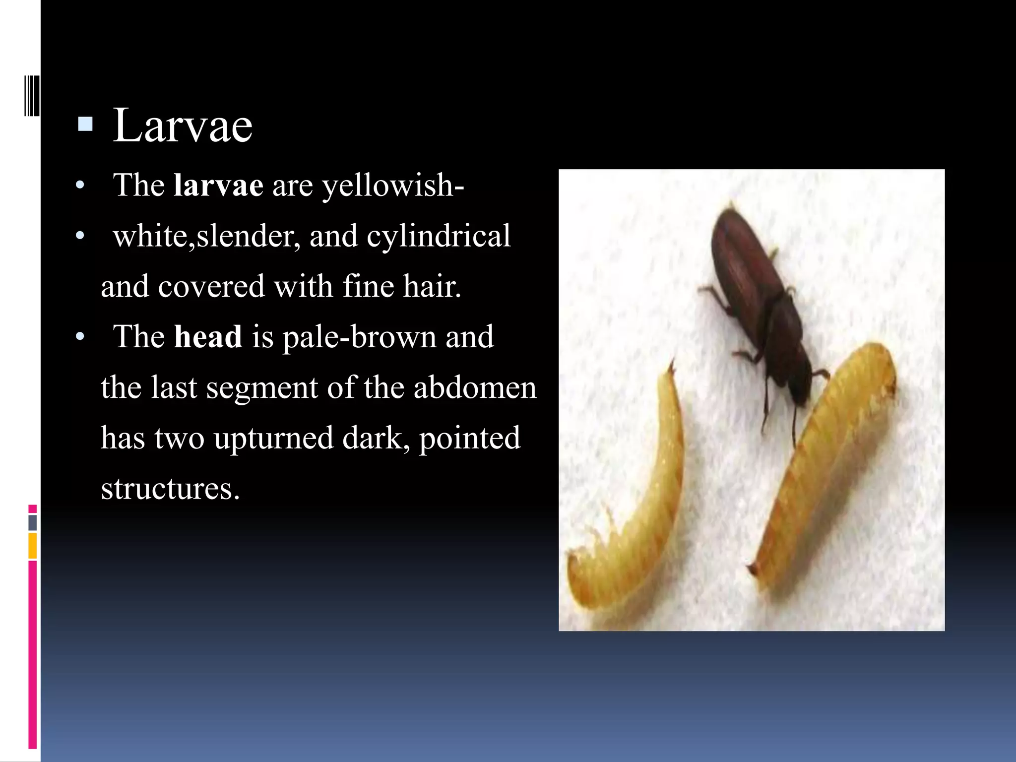  Larvae
• The larvae are yellowish-
• white,slender, and cylindrical
and covered with fine hair.
• The head is pale-brown and
the last segment of the abdomen
has two upturned dark, pointed
structures.
 