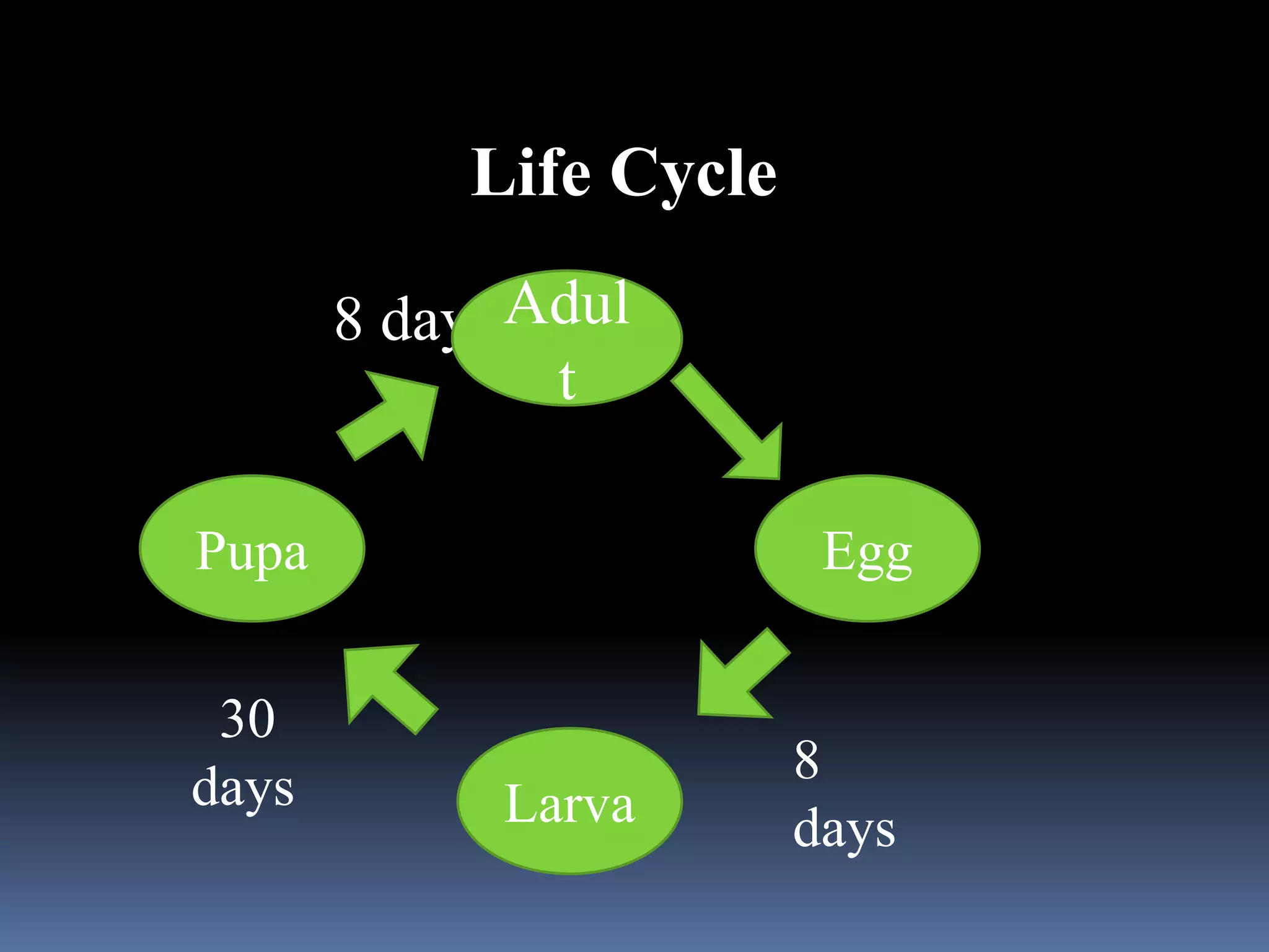 Life Cycle
8 daysAdul
t
Pupa Egg
Larva
30
days 8
days
 