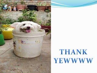 RED FLOUR BEETLE joshi.pptx