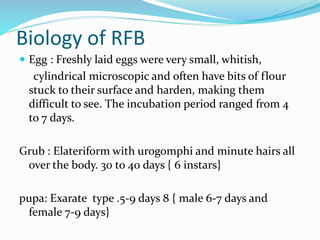 Biology of RFB
 Egg : Freshly laid eggs were very small, whitish,
cylindrical microscopic and often have bits of flour
stuck to their surface and harden, making them
difficult to see. The incubation period ranged from 4
to 7 days.
Grub : Elateriform with urogomphi and minute hairs all
over the body. 30 to 40 days { 6 instars}
pupa: Exarate type .5-9 days 8 { male 6-7 days and
female 7-9 days}
 