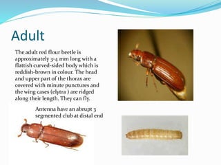 Adult
The adult red flour beetle is
approximately 3-4 mm long with a
flattish curved-sided body which is
reddish-brown in colour. The head
and upper part of the thorax are
covered with minute punctures and
the wing cases (elytra ) are ridged
along their length. They can fly.
Antenna have an abrupt 3
segmented club at distal end
 