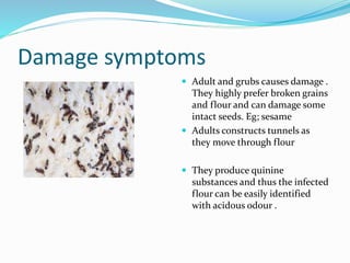 Damage symptoms
 Adult and grubs causes damage .
They highly prefer broken grains
and flour and can damage some
intact seeds. Eg; sesame
 Adults constructs tunnels as
they move through flour
 They produce quinine
substances and thus the infected
flour can be easily identified
with acidous odour .
 