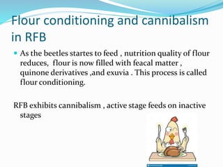 Flour conditioning and cannibalism
in RFB
 As the beetles startes to feed , nutrition quality of flour
reduces, flour is now filled with feacal matter ,
quinone derivatives ,and exuvia . This process is called
flour conditioning.
RFB exhibits cannibalism , active stage feeds on inactive
stages
 