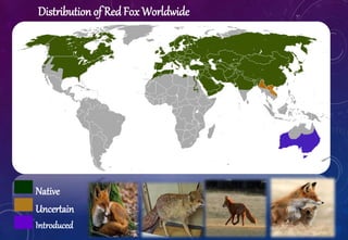 Biodiversity Of Red Fox Biodiversity Of Red Fox