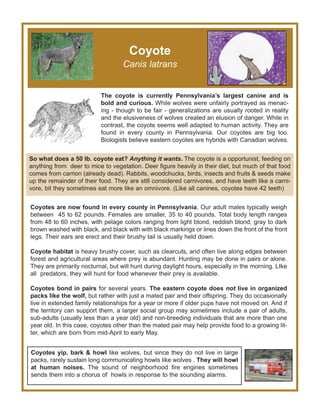 Coyotes are now found in every county in Pennsylvania. Our adult males typically weigh
between 45 to 62 pounds. Females are smaller, 35 to 40 pounds. Total body length ranges
from 48 to 60 inches, with pelage colors ranging from light blond, reddish blond, gray to dark
brown washed with black, and black with with black markings or lines down the front of the front
legs. Their ears are erect and their brushy tail is usually held down.
Coyote habitat is heavy brushy cover, such as clearcuts, and often live along edges between
forest and agricultural areas where prey is abundant. Hunting may be done in pairs or alone.
They are primarily nocturnal, but will hunt during daylight hours, especially in the morning. LIke
all predators, they will hunt for food whenever their prey is available.
Coyotes bond in pairs for several years. The eastern coyote does not live in organized
packs like the wolf, but rather with just a mated pair and their offspring. They do occasionally
live in extended family relationships for a year or more if older pups have not moved on. And if
the territory can support them, a larger social group may sometimes include a pair of adults,
sub-adults (usually less than a year old) and non-breeding individuals that are more than one
year old. In this case, coyotes other than the mated pair may help provide food to a growing lit-
ter, which are born from mid-April to early May.
Coyotes yip, bark & howl like wolves, but since they do not live in large
packs, rarely sustain long communicating howls like wolves . They will howl
at human noises. The sound of neighborhood fire engines sometimes
sends them into a chorus of howls in response to the sounding alarms.
So what does a 50 lb. coyote eat? Anything it wants. The coyote is a opportunist, feeding on
anything from deer to mice to vegetation. Deer figure heavily in their diet, but much of that food
comes from carrion (already dead). Rabbits, woodchucks, birds, insects and fruits & seeds make
up the remainder of their food. They are still considered carnivores, and have teeth like a carni-
vore, bit they sometimes eat more like an omnivore. (Like all canines, coyotes have 42 teeth)
The coyote is currently Pennsylvania’s largest canine and is
bold and curious. While wolves were unfairly portrayed as menac-
ing - though to be fair - generalizations are usually rooted in reality
and the elusiveness of wolves created an elusion of danger. While in
contrast, the coyote seems well adapted to human activity. They are
found in every county in Pennsylvania. Our coyotes are big too.
Biologists believe eastern coyotes are hybrids with Canadian wolves.
Coyote
Canis latrans
 