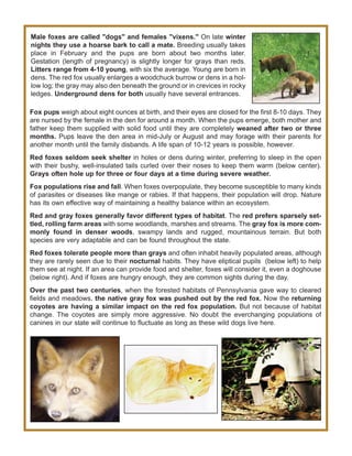 Male foxes are called "dogs" and females "vixens." On late winter
nights they use a hoarse bark to call a mate. Breeding usually takes
place in February and the pups are born about two months later.
Gestation (length of pregnancy) is slightly longer for grays than reds.
Litters range from 4-10 young, with six the average. Young are born in
dens. The red fox usually enlarges a woodchuck burrow or dens in a hol-
low log; the gray may also den beneath the ground or in crevices in rocky
ledges. Underground dens for both usually have several entrances.
Fox pups weigh about eight ounces at birth, and their eyes are closed for the first 8-10 days. They
are nursed by the female in the den for around a month. When the pups emerge, both mother and
father keep them supplied with solid food until they are completely weaned after two or three
months. Pups leave the den area in mid-July or August and may forage with their parents for
another month until the family disbands. A life span of 10-12 years is possible, however.
Red foxes seldom seek shelter in holes or dens during winter, preferring to sleep in the open
with their bushy, well-insulated tails curled over their noses to keep them warm (below center).
Grays often hole up for three or four days at a time during severe weather.
Fox populations rise and fall. When foxes overpopulate, they become susceptible to many kinds
of parasites or diseases like mange or rabies. If that happens, their population will drop. Nature
has its own effective way of maintaining a healthy balance within an ecosystem.
Red and gray foxes generally favor different types of habitat. The red prefers sparsely set-
tled, rolling farm areas with some woodlands, marshes and streams. The gray fox is more com-
monly found in denser woods, swampy lands and rugged, mountainous terrain. But both
species are very adaptable and can be found throughout the state.
Red foxes tolerate people more than grays and often inhabit heavily populated areas, although
they are rarely seen due to their nocturnal habits. They have eliptical pupils (below left) to help
them see at night. If an area can provide food and shelter, foxes will consider it, even a doghouse
(below right). And if foxes are hungry enough, they are common sights during the day.
Over the past two centuries, when the forested habitats of Pennsylvania gave way to cleared
fields and meadows, the native gray fox was pushed out by the red fox. Now the returning
coyotes are having a similar impact on the red fox population. But not because of habitat
change. The coyotes are simply more aggressive. No doubt the everchanging populations of
canines in our state will continue to fluctuate as long as these wild dogs live here.
 