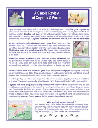 If you think you have seen a wolf in our state, you probably saw a coyote. We grow coyotes big
here! Some biologists think our coyote is a cross with the gray wolf. The coyotes out West are
definitely smaller. Coyotes and foxes are all wild canines (wild dogs). They all have large canine
teeth and are considered carnivores (meat eaters). Their skulls and noses are long and their
pointed ears stand upright. Coyotes and foxes are common and are classified as furbearers.
All wild canines have one litter each year. Their young are called pups. No surprise since they
are all related to our pet dogs. They raise their pups in underground dens like abandoned ground-
hog burrows that they dig larger. They are all smart, secretive and shy.
Even though they are related to wolves, foxes do not live in packs. Coyotes may live in small fam-
ily groups. Foxes communicate by a loud hoarse bark. Coyotes will yip & howl to one another.
Coyotes and foxes eat just about any small animal they can find. But they will also eat car-
rion (dead animals) because it’s easier than hunting down live prey. Sometimes they eat plants
too. Foxes really like fruits and berries. Coyotes may prey on deer, but usually only the sick or
injured. Now that coyotes live just about everywhere in our state, they have also learned to hunt
small pet dogs and cats. You should never leave your pets outside at night. All wild canines are
nocturnal but seeing a fox or coyote during the day is perfectly normal.
All wild canines have four feet with blunt claws. Their claws cannot be
retracted like a cat. Canine claws are used to help them run down their
prey. Their claws give them traction when they turn quickly. Canines have
thick bushy coats and long bushy tails. The coyote has a grizzled gray-
ish-black coat and is much bigger than a fox. But foxes can be confusing
to tell apart.
Gray foxes are not always gray and red foxes are not always red. But
the gray fox has a black tip on his tail (bottom right) and prefers to live in
the woods. Gray foxes can even climb trees. Red foxes like overgrown
fields and have a white tip on their tails called a brush or flag (above right).
Wild fox track or pet dog track?
Wild canines don’t know where their next meal is coming from.
So when they hunt their tracks follow an energy-efficient straight
line (below). Pet dogs wander everywhere. They are not hunting,
they are just exploring. Their tracks are much sloppier.
A Simple Review
of Coyotes & Foxes
 