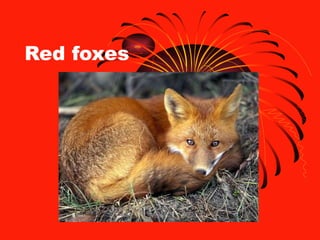 Red foxes  