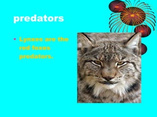 predators Lynxes are the red foxes predators. 