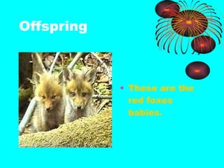 Offspring These are the red foxes babies.
