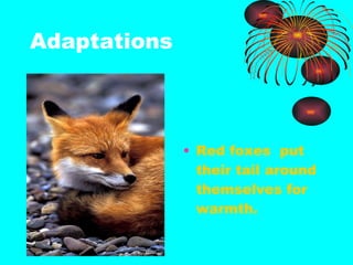 Adaptations Red foxes  put their tail around themselves for warmth. 