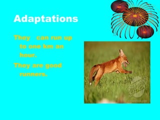Adaptations  They  can run up to one km an hour. They are good runners. 