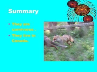 Summary They are carnivores .  They live in Canada. 