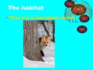 The habitat They live in deciduous forest.