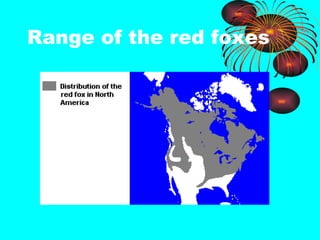 Range of the red foxes 