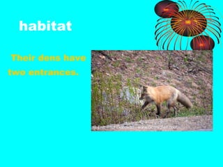 habitat Their dens have  two entrances. 